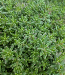 Sedum album 'Roseum' 7cm